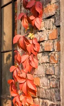 Red leaves Stock Photos
