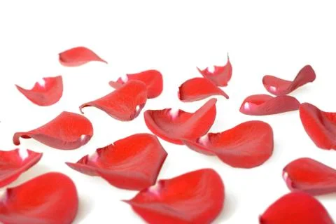 Red Leaves Stock Photos
