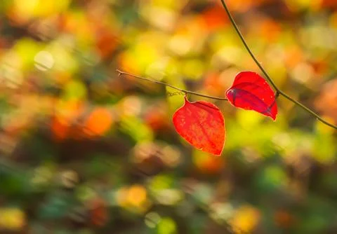 Red leaves Stock Photos