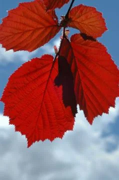 Red leaves Stock Photos