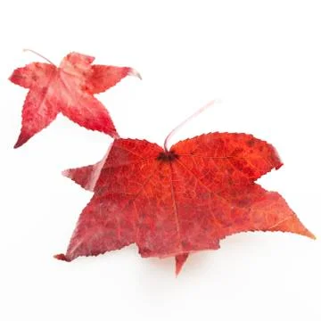 Red leaves Stock Photos