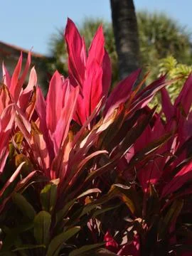 Red leaves 写真素材