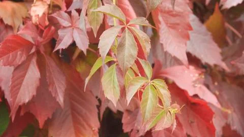 Red Leaves 스톡 사진