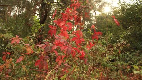 Red leaves Stock Photos