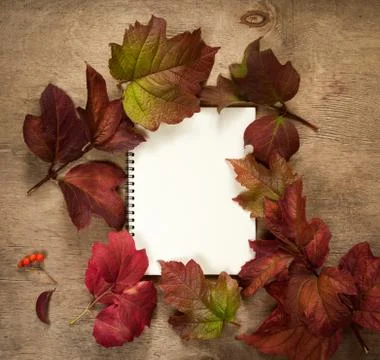 Red leaves Stock Photos