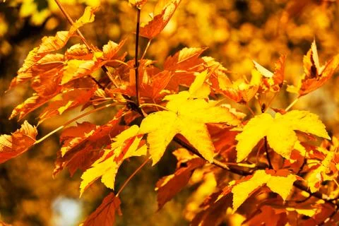 Red leaves Stock Photos