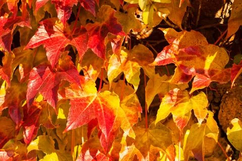 Red leaves Stock Photos
