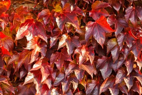 Red leaves Stock Photos