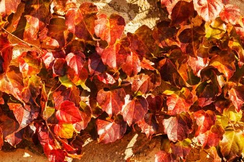 Red leaves Stock Photos