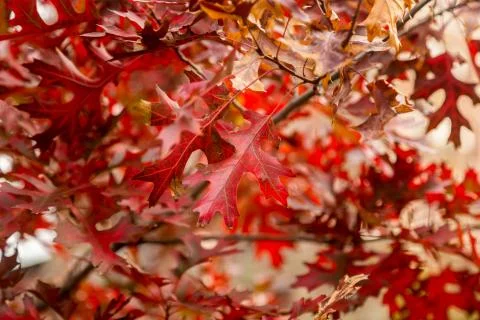 Red leaves Foto stock