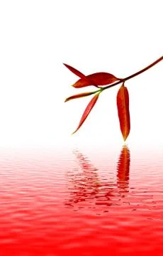 Red leaves Stock Photos