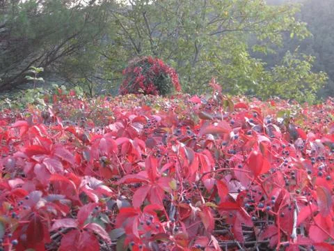 Red leaves Foto stock