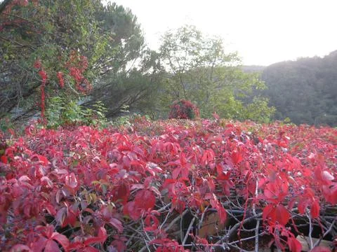 Red leaves Stock Photos