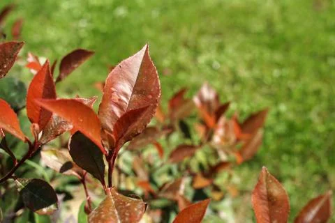 Red leaves Foto stock