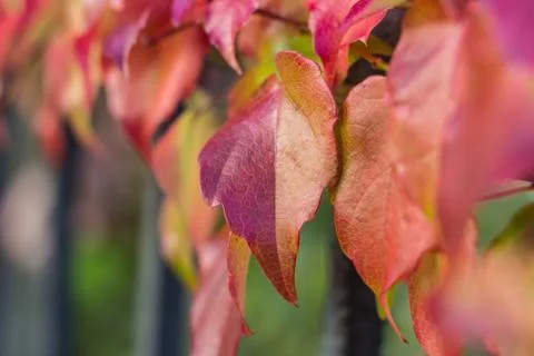 Red leaves Stock Photos