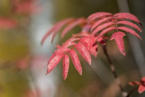 Red leaves Photos