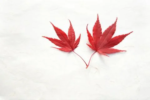 Red leaves Fotos Stock