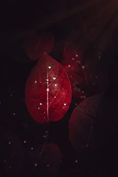 The red leaves Stock Photos