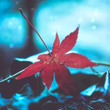 The red leaves Stock Photos