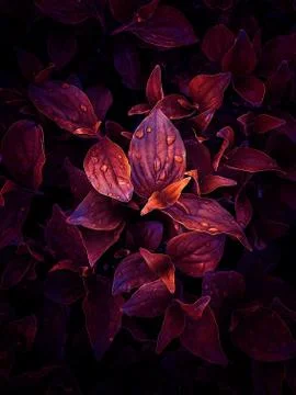 The red leaves Stock Photos