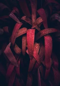 The red leaves Stock Photos