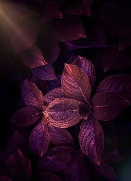 The red leaves Stock Photos