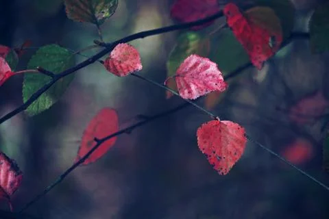 The red leaves Stock Photos