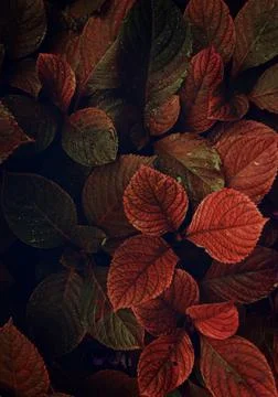 The red leaves Stock Photos