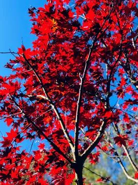 Red Leaves Stock Photos