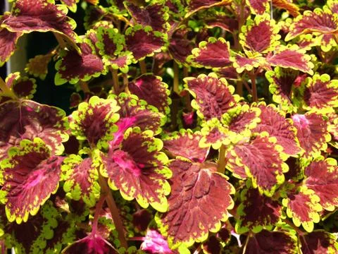 Red leaves Stock Photos