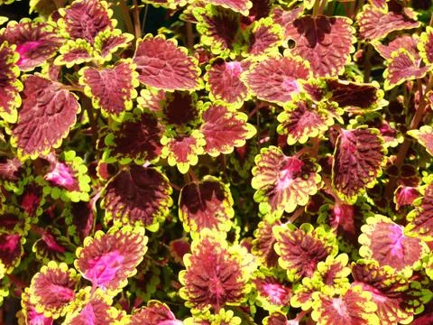 Red leaves Stock Photos