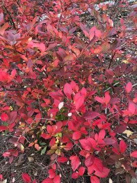 Red leaves Stock Photos