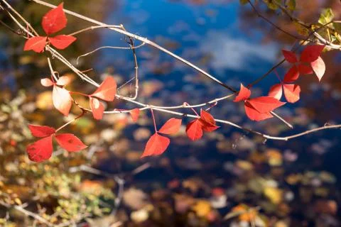 Red Leaves Stock Photos