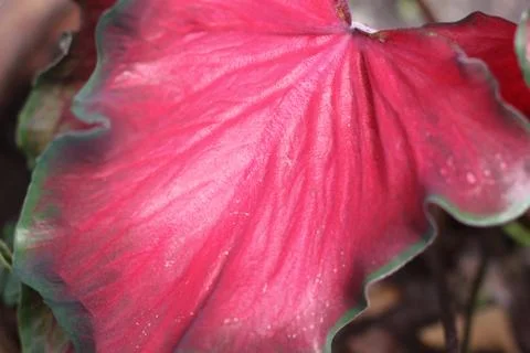 Red leaves Stock Photos
