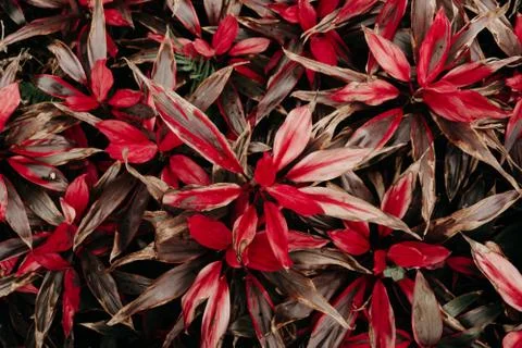 Red leaves Stock Photos