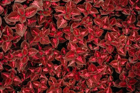 Red leaves Stock Photos