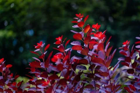 The Red Leaves Stockfoto's