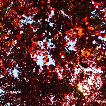Red leaves Stock Photos