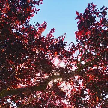 Red leaves Stock Photos