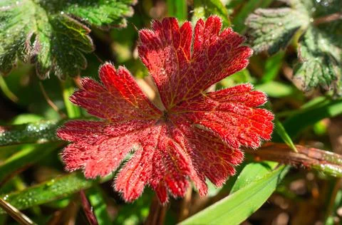 Red leaves Stock Photos