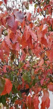 Red leaves Foto stock