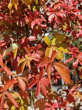 Red leaves 스톡 사진