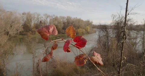 Red leaves on plant in front of river in winter Stock Footage 260220159