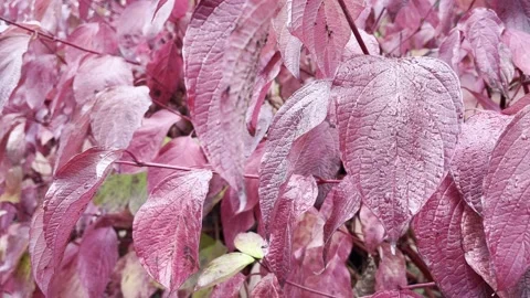 Red Leaves With Raindrops Stock Footage 219674519