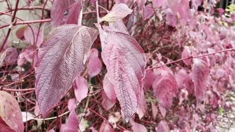Red Leaves With Raindrops Into The Wind Stock Footage 219674521