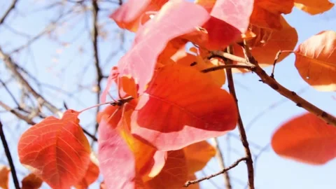 The red leaves of the scumpia sway in the wind against the blue sky close-up. Stock Footage 163977585