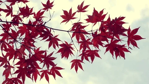 Red leaves on the sky background. Stock Footage 69707667