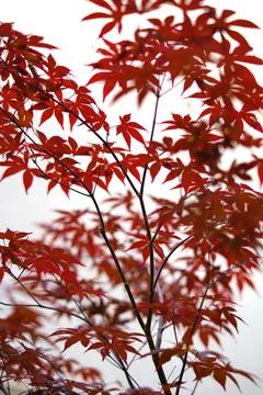 Red leaves of small maple tree. Stock Photos