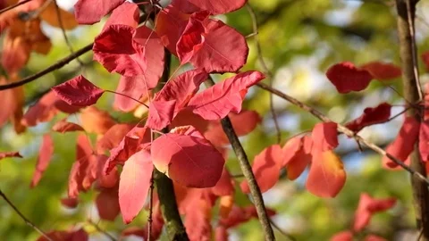 Red leaves of the smoke tree fluttered in the wind Stock Footage 82023681
