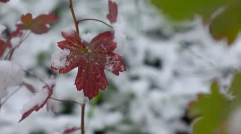 Red leaves with Snow Stock Footage 55734802
